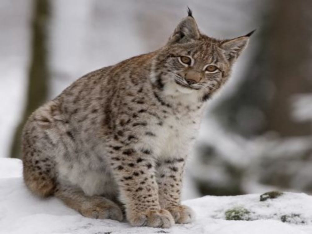 Rare wild cat captured in cctv camera at Gangotri National Park