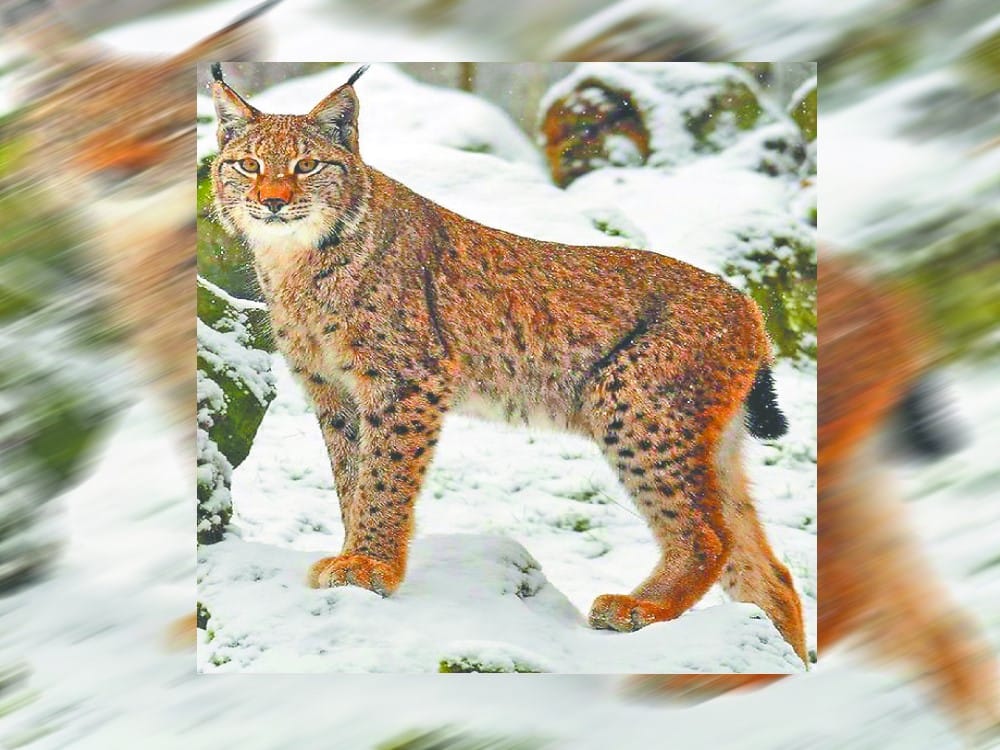 Rare wild cat captured in cctv camera at Gangotri National Park