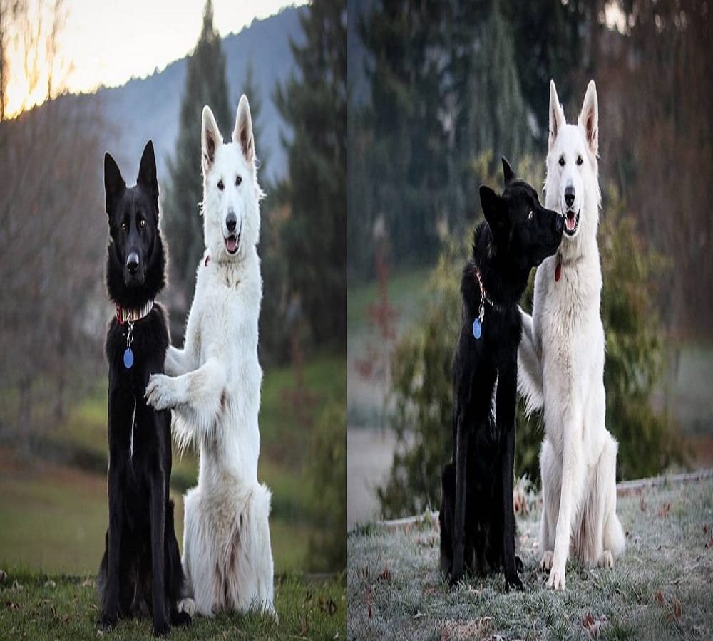 Know How do the wild animals express their love