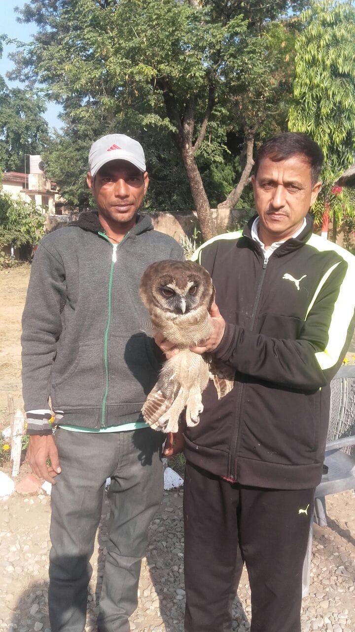 विलुप्त प्रजाति का घायल उल्लू मिला