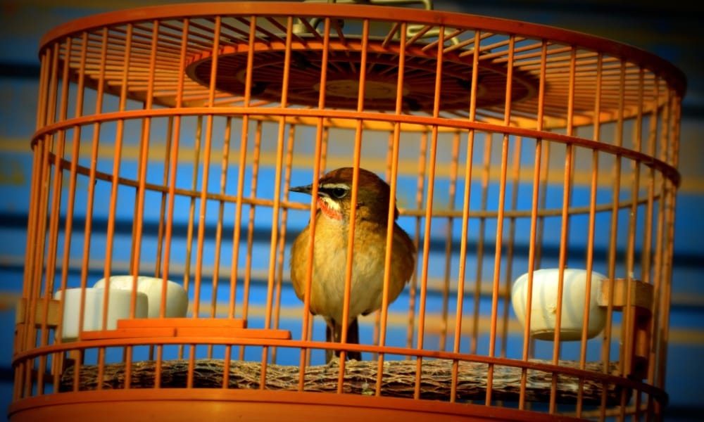 never should be birds imprisoned in cages