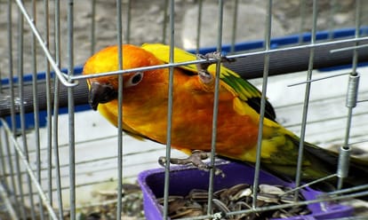 never should be birds imprisoned in cages