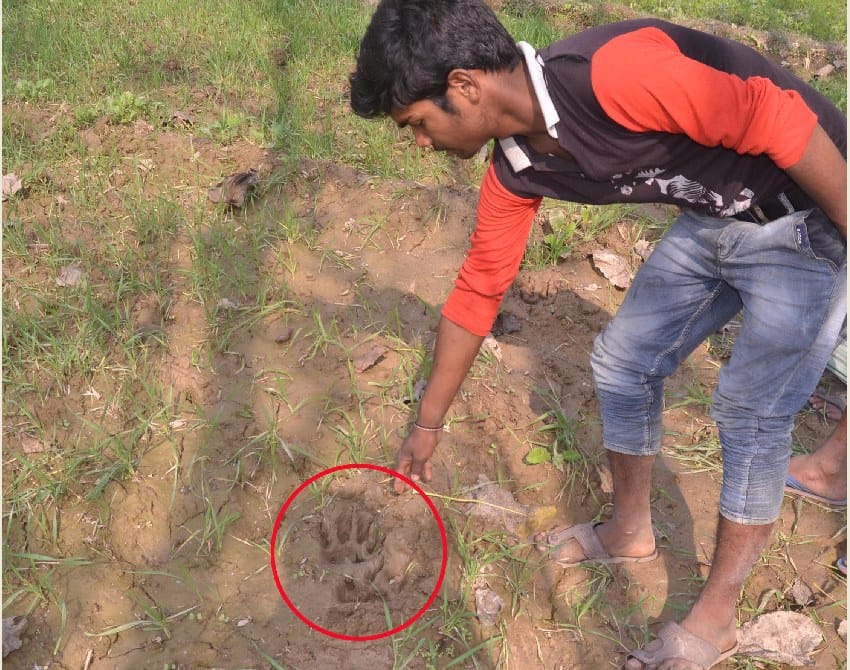 शहर किनारे मंगतपुर गांव पहुंचा बाघ