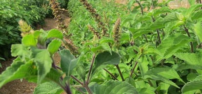 Tips and Home remedy to avoid dangerous nipah virus      