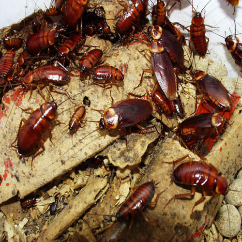 officer found 200 live cockroaches in a chinese couple luggage  at airport in Guangdong