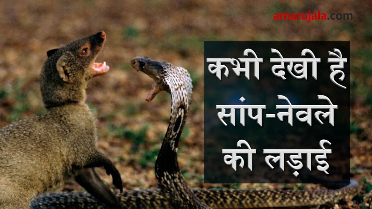 प्रतीकात्मक तस्वीर