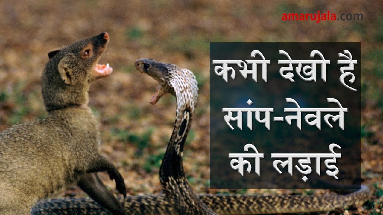 प्रतीकात्मक तस्वीर