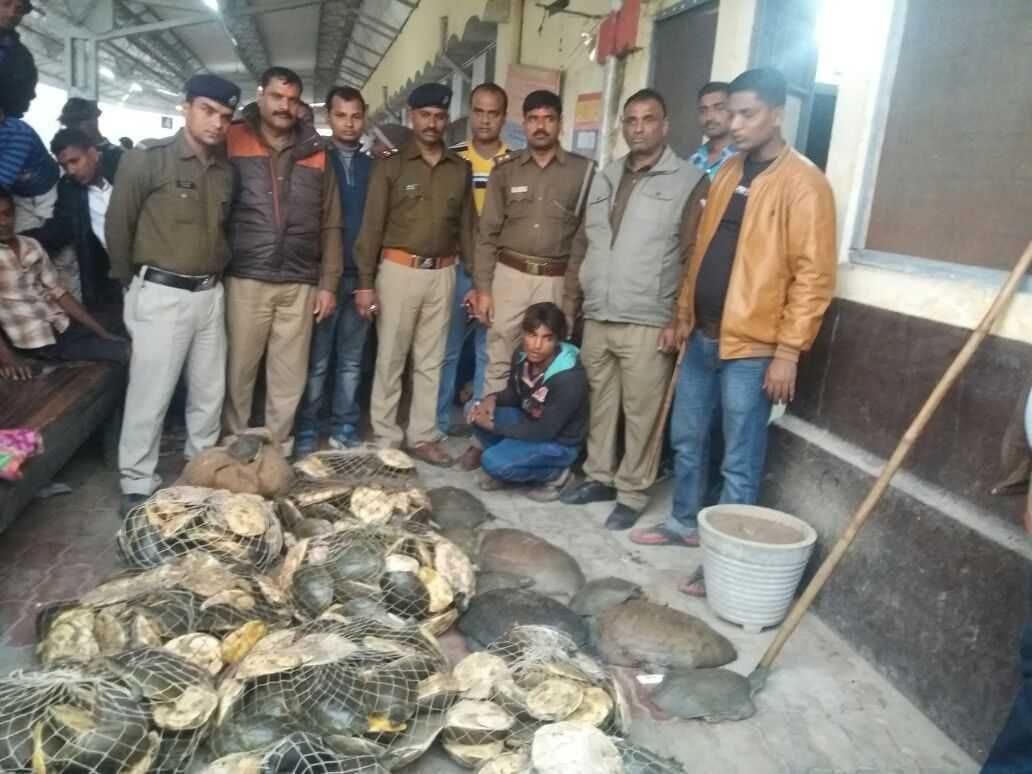 पश्चिम बंगाल जा रहा कछुआ जीआरपी ने पकड़ा