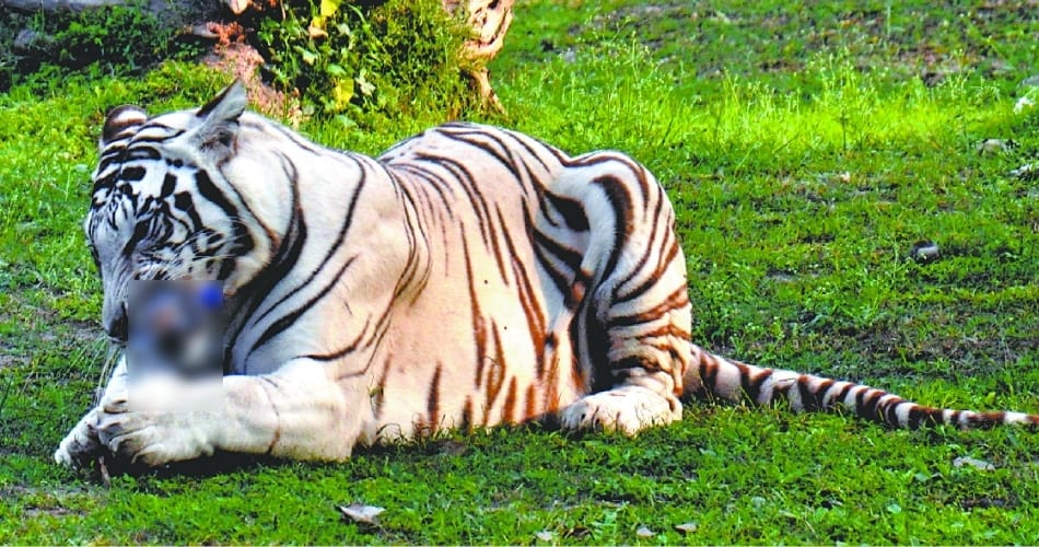 A plastic bottle thrown inside the white tiger enclosure