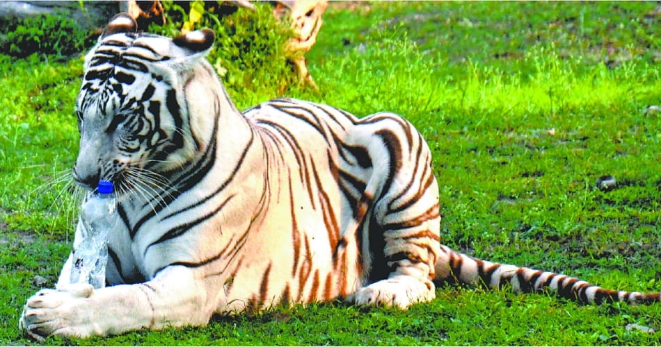 A plastic bottle thrown inside the white tiger enclosure