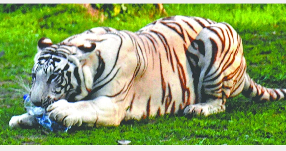 A plastic bottle thrown inside the white tiger enclosure