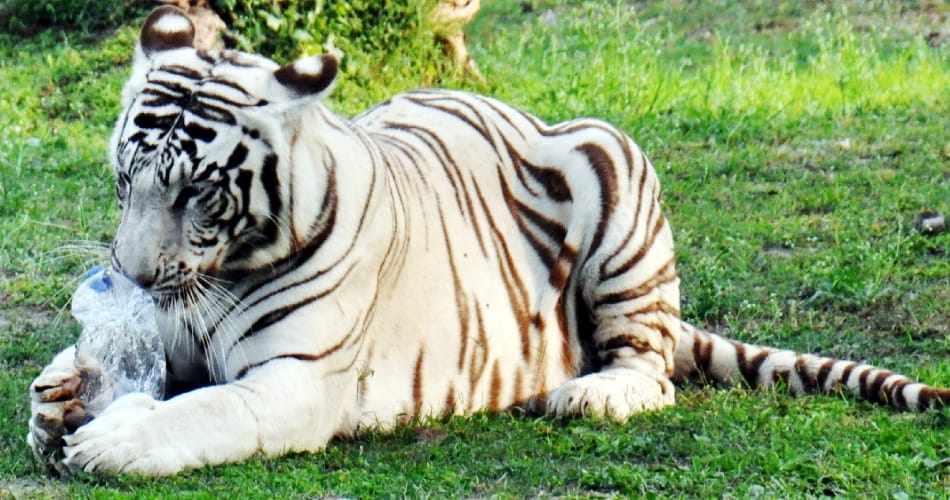 A plastic bottle thrown inside the white tiger enclosure