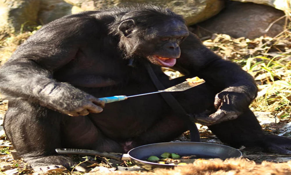 meet world most intelligent chimpanzee kanzi who can cook his meal