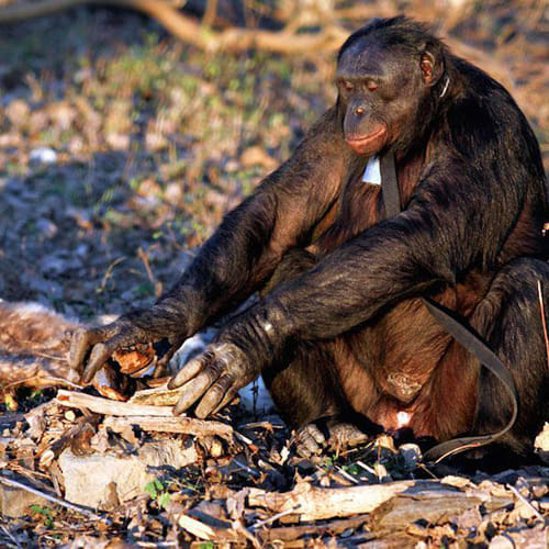 meet world most intelligent chimpanzee kanzi who can cook his meal