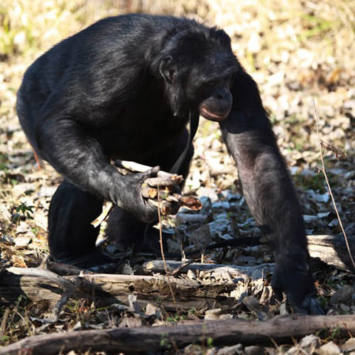 meet world most intelligent chimpanzee kanzi who can cook his meal