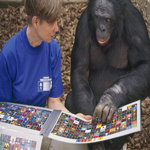 meet world most intelligent chimpanzee kanzi who can cook his meal