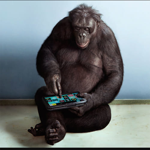 meet world most intelligent chimpanzee kanzi who can cook his meal