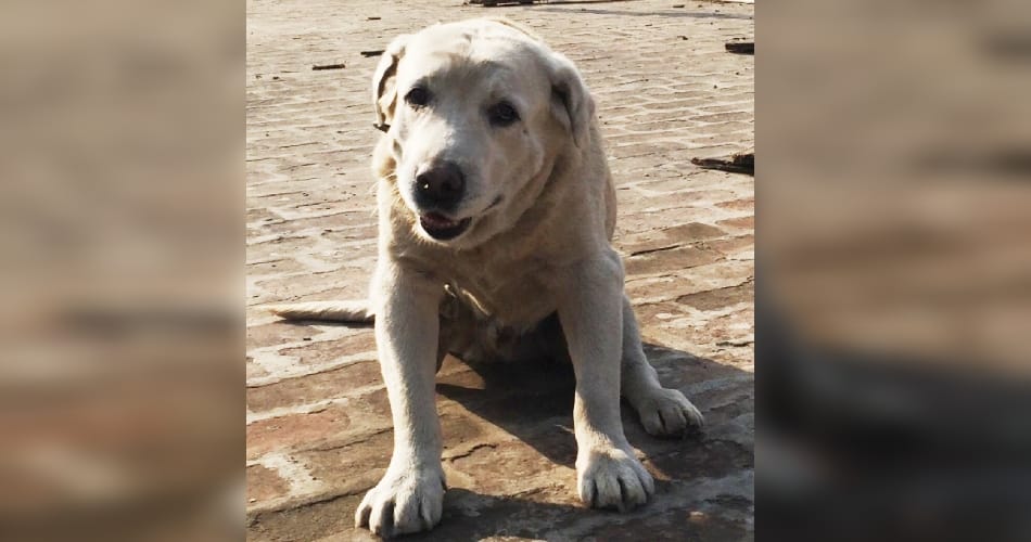 Punjab Police Sniffer Dog Dhoni will retire