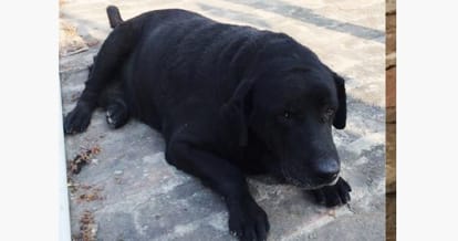 Punjab Police Sniffer Dog Dhoni will retire