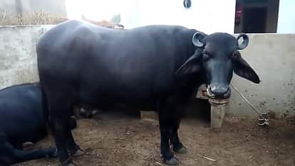 search operation started to trace buffaloes stolen from the house of a BJP MLA Suresh Rahi Sitapur