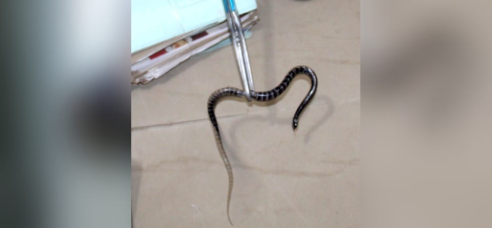 smake found in gurugram sdm office