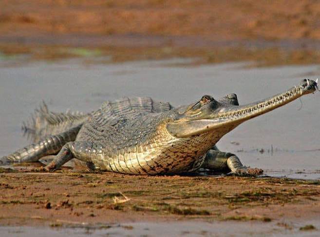 jal ko nirmal banane ko ganga me chode ghadiyal
