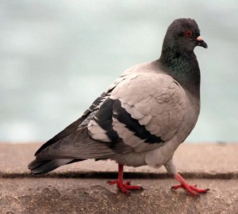 pigeons are intelligent enough to understand concepts In comparison with humans