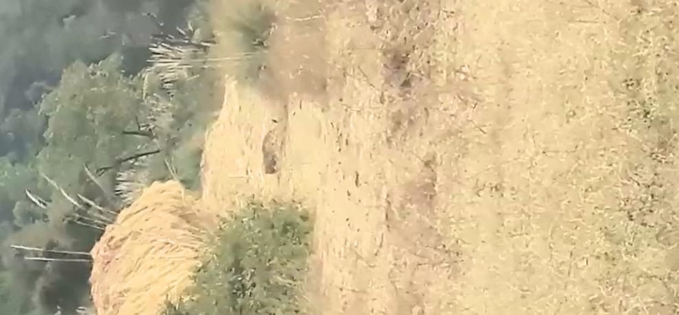 leopard trapped in kala amb sirmour