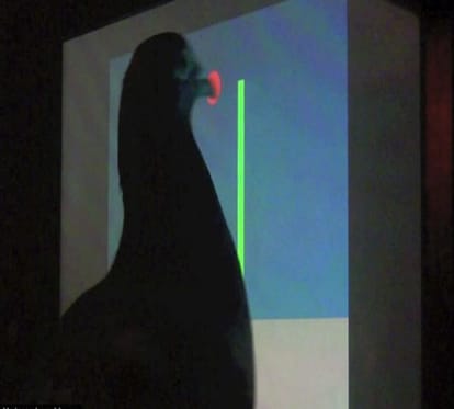pigeons are intelligent enough to understand concepts In comparison with humans