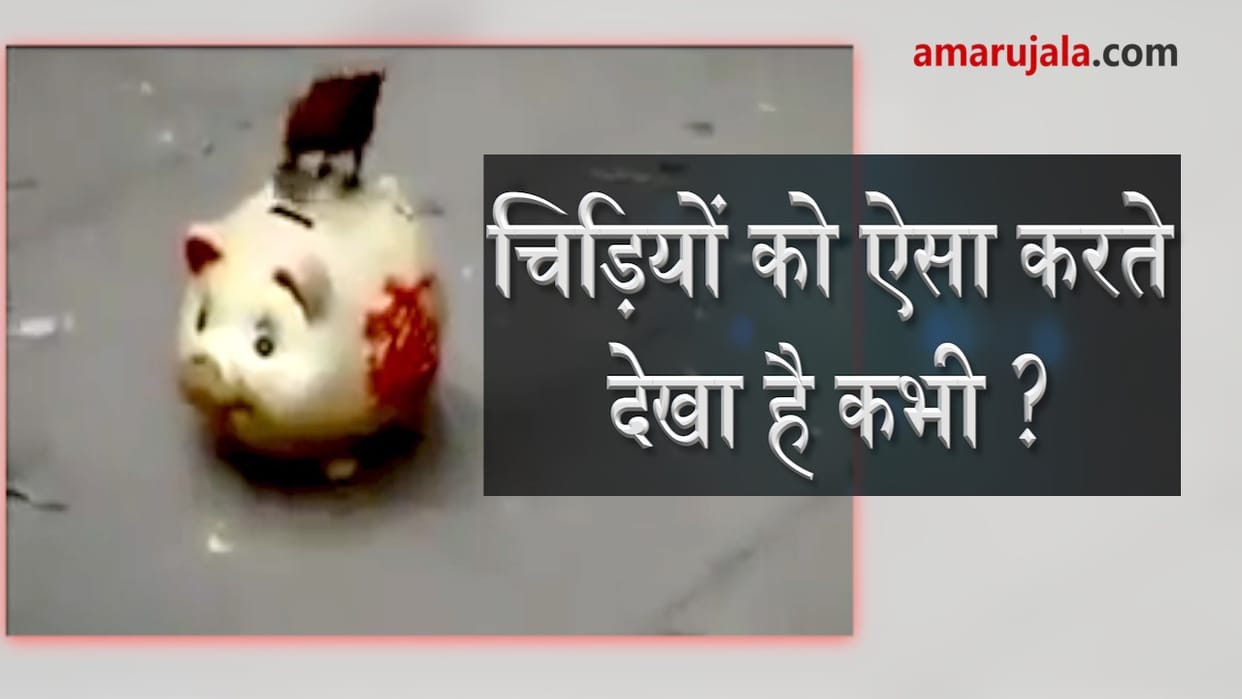 आइबिस्बिल के ना आने से पक्षी प्रेमी निराश