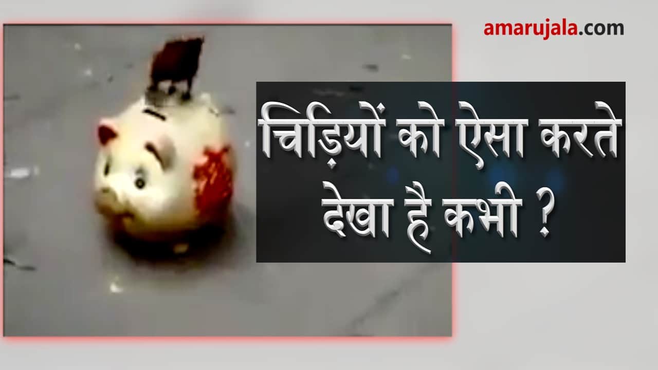 Birds are trained to take coins and put it in piggy bank special story