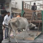 गाय