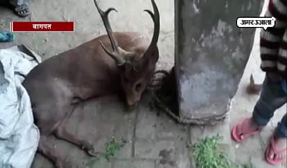 villagers save life of barasingha Deer from Wild dogs in baghpat