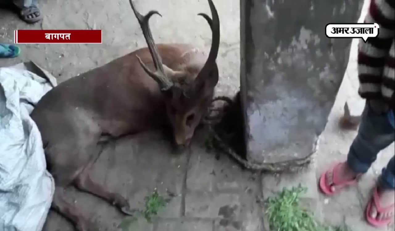 बारहसिंगा बागपत