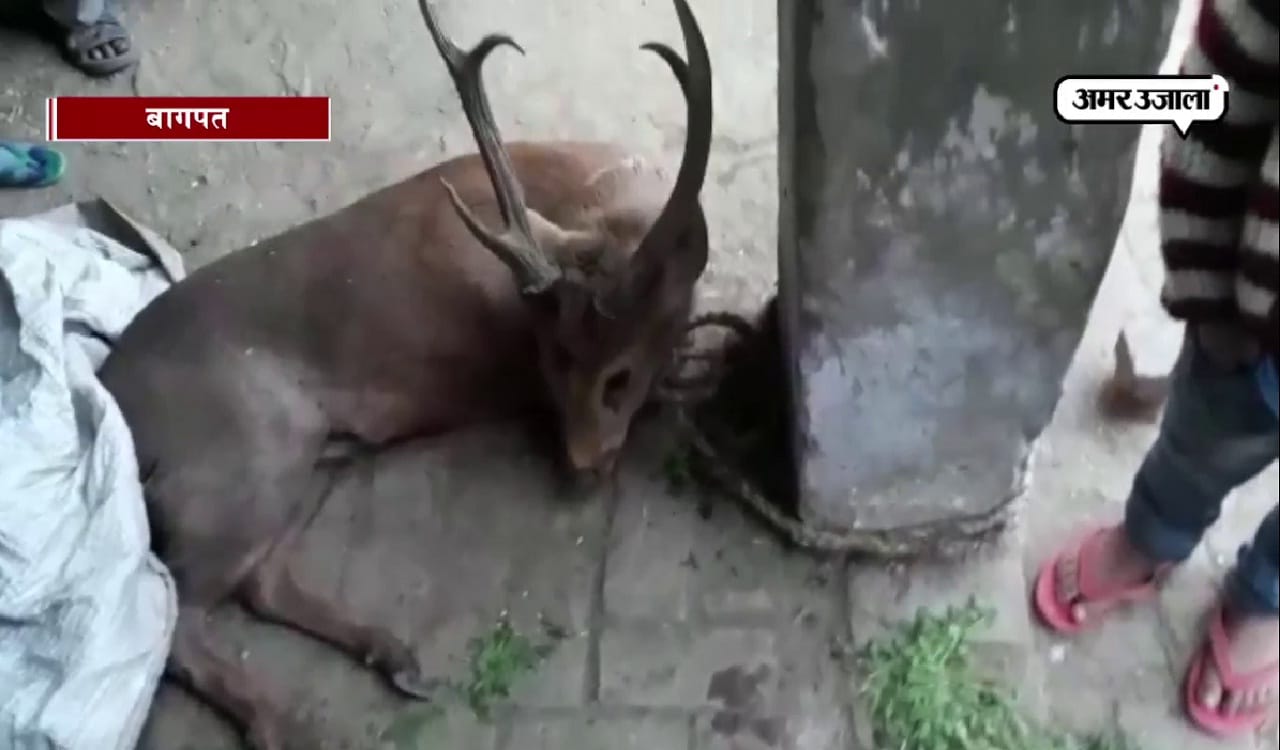 बारहसिंगा बागपत