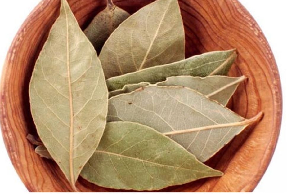 Know how Bay leaves are the best natural cockroach repellent