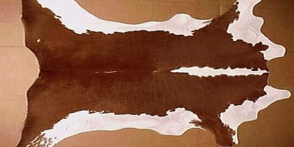 suspicious skin of an animal recovered from a deserted plot in jodhpur rajasthan 