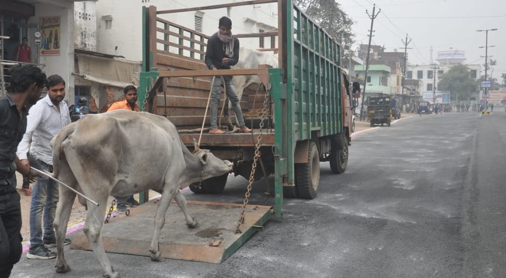 wildlife smuggling in haryana by Animal welfare board member