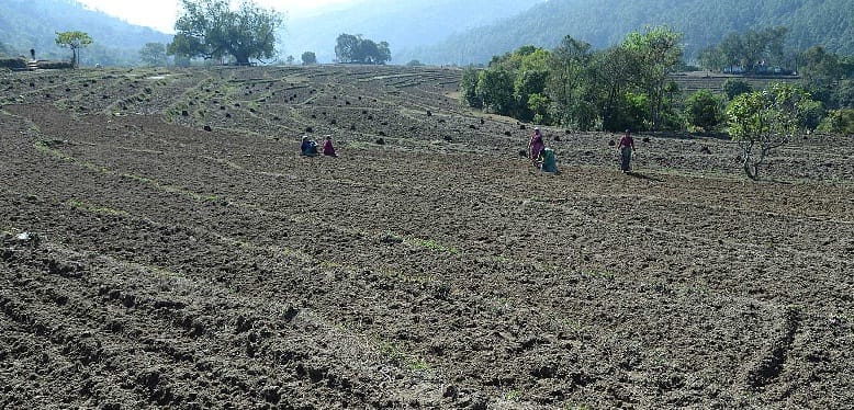 Seed not germinated in 55 hectares of land in Balatir village