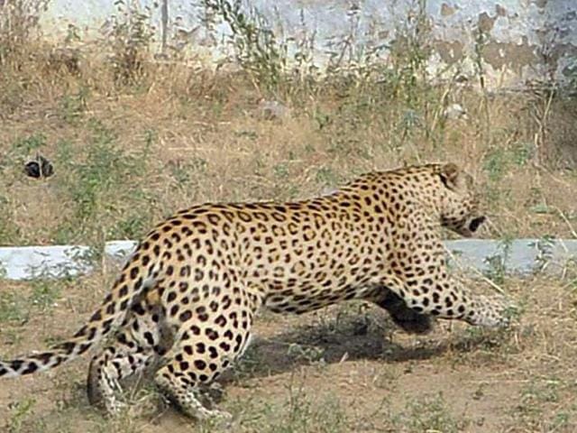 rajasthan jaipur  one panther found dead in jhalana forest 