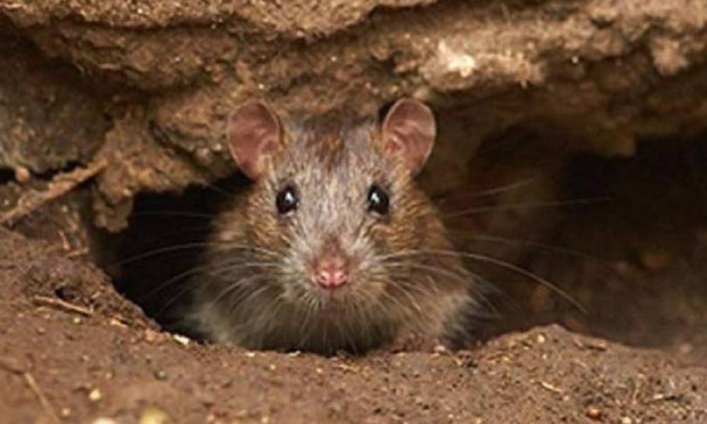 Know about three effective home remedies to get rid of rats for ever