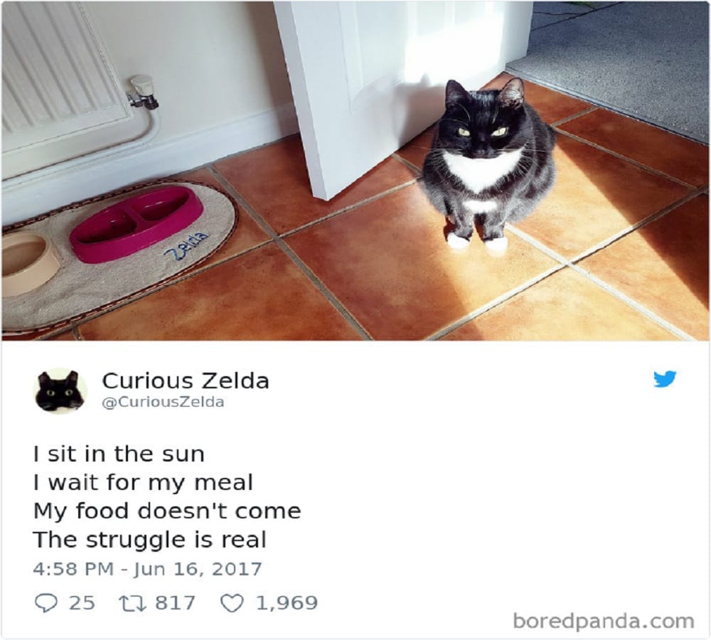 This cat has its own Fans army just because of her amazing expression