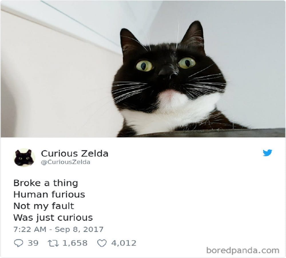 This cat has its own Fans army just because of her amazing expression