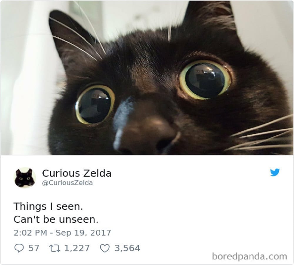 This cat has its own Fans army just because of her amazing expression