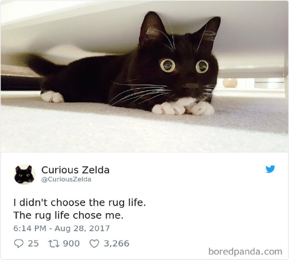 This cat has its own Fans army just because of her amazing expression