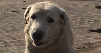 india vs sri lanka, punjab police sniffer dog dhoni last match