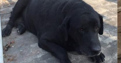 india vs sri lanka, punjab police sniffer dog dhoni last match