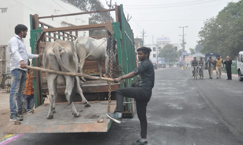 stray dogs and cow in agra create disturbance in president secuirty