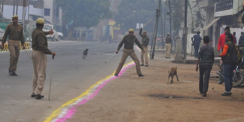 stray dogs and cow in agra create disturbance in president secuirty