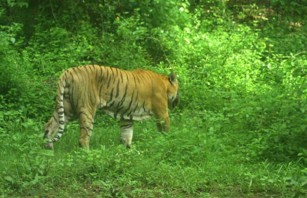 Tigers showing women taking fodder